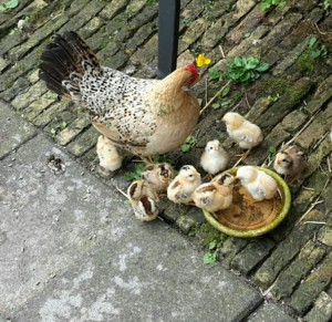 Carleen Lebens, column dieren (3)